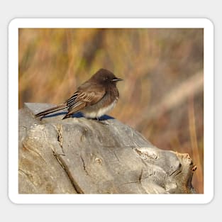 Wild birds, black phoebe, wildlife, Tiny Charm Sticker